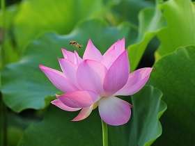 唐僧为什么要取经，只因一时贪婪，上了观音菩萨的圈套？